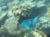 abigparrotfish_small.jpg