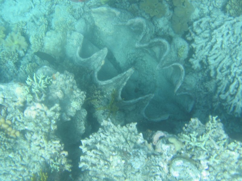 giantclam.jpg