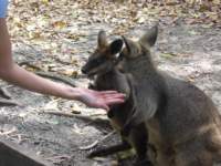 morewallabies_small.jpg