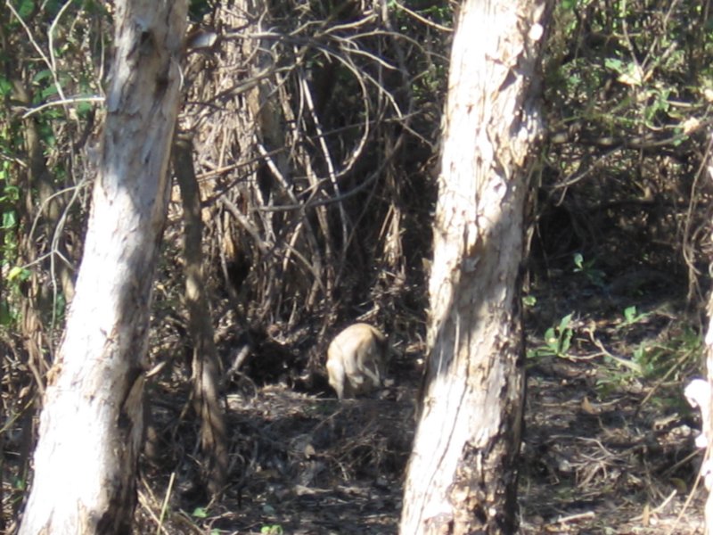 ourfirstwallaby.jpg