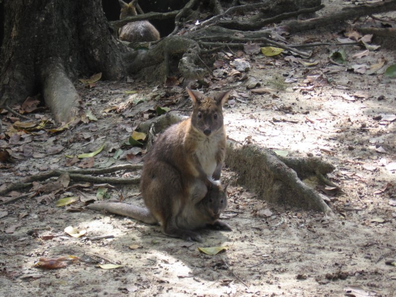 wallabyjoey.jpg