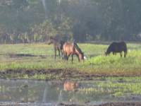 wildhorses_small.jpg