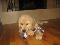 atinyversionofzoeplayswithhernewtoy_small.jpg