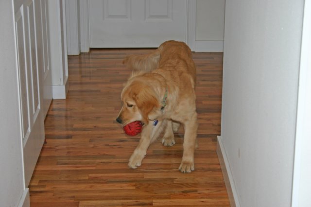 bringtheballzoe.jpg