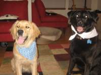 zoeandlolaareadorableintheirbandanas_small.jpg