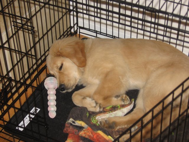 zoelikestosleepinhercrate.jpg