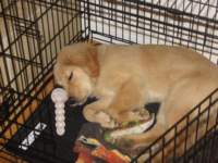 zoelikestosleepinhercrate_small.jpg