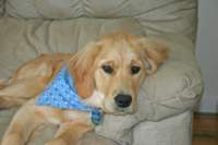 zoelookssupercuteinhernewbandana_small.jpg
