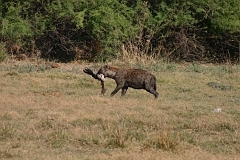 IMG_6151
