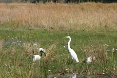 IMG_6466
