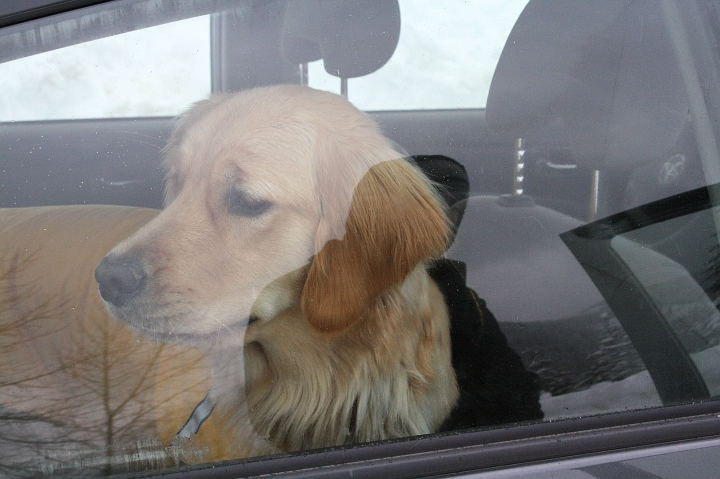 IMG_0080.jpg - Wait... but... there's all this snow... can I get out of the car now?  Can I?  Can I?