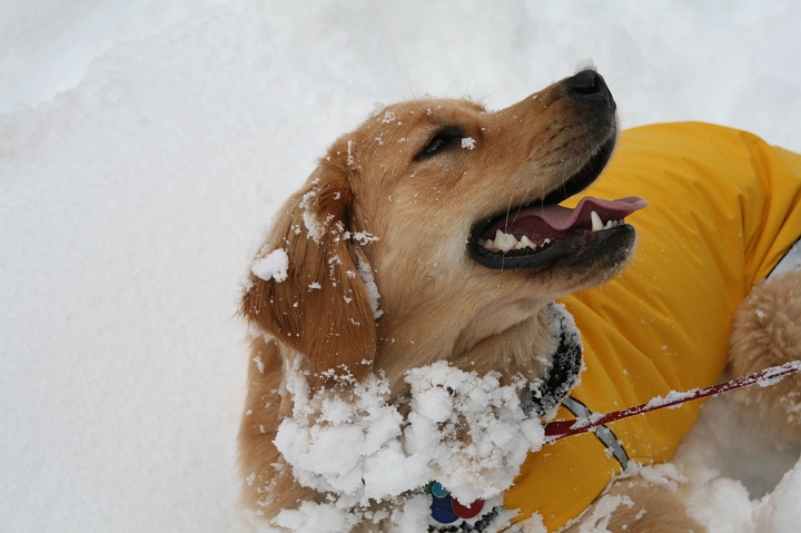 IMG_0097.jpg - Yey!  I get to romp around in the snow!
