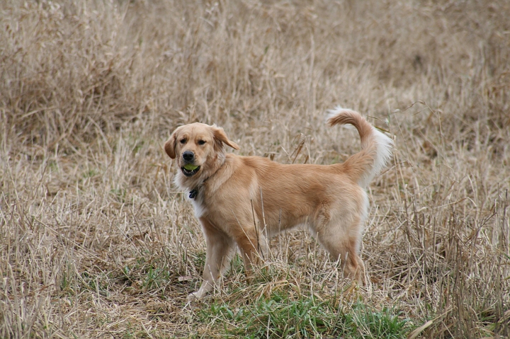 IMG_0213.jpg - Next stop, Marymoor park.  Zoe looks super-pretty here in the tall grass with her tennis ball.  She's waiting for one of us to throw the ball.  She doesn't get that we can't throw it when it's in her mouth.