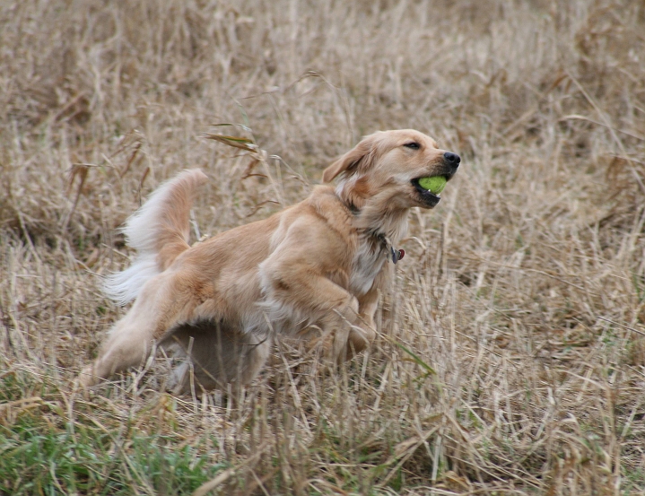 IMG_0214.jpg - Hooray, someone threw me the ball!