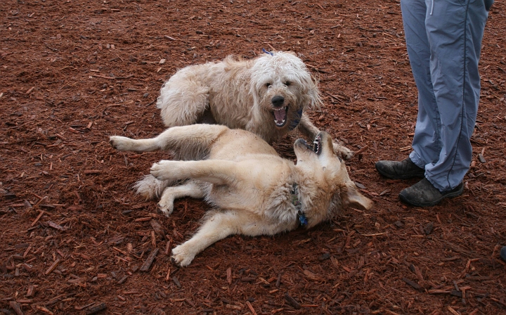 IMG_0242.jpg - At the park, we found Zoe's friend Scout from her puppy kindergarten class.  Scout and Zoe love to wrestle.  Don't worry, those are just puppy-wrestling faces they're making.