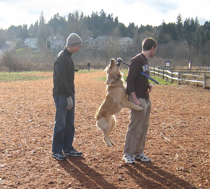 IMG_1788.JPG - No, I want the ball NOW!