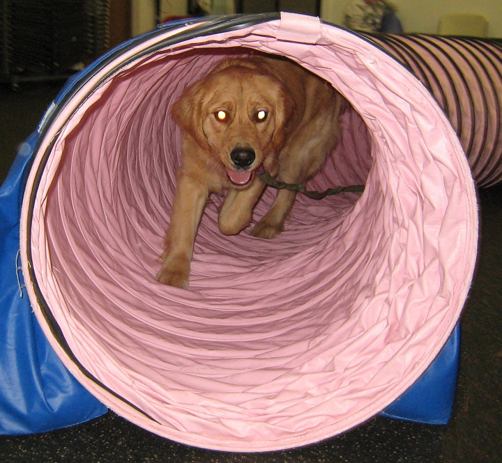 IMG_1907.JPG - Here Zoe is in her new agility class!  We're learning about "tunnel" today.