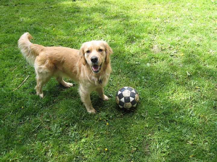IMG_2453.JPG - This is Zoe's  favorite  new toy: the crappy soccer ball that Dan's soccer team asked him never to bring back.  Seriously, Zoe is completely frantic if you kick this ball for her...