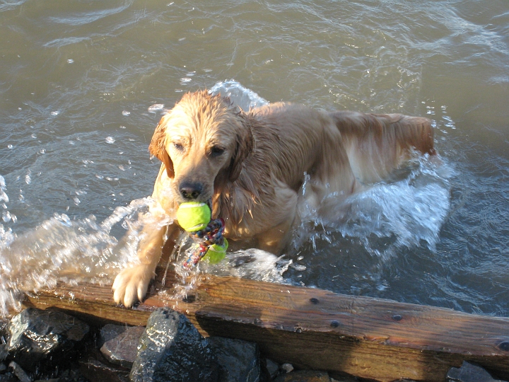 IMG_2481.JPG - Spring time is also swimming time.  Swimming is right up there with food on Zoe's two-favorite-things list.  She was soooooo happy when it finally got warm enough to swim.