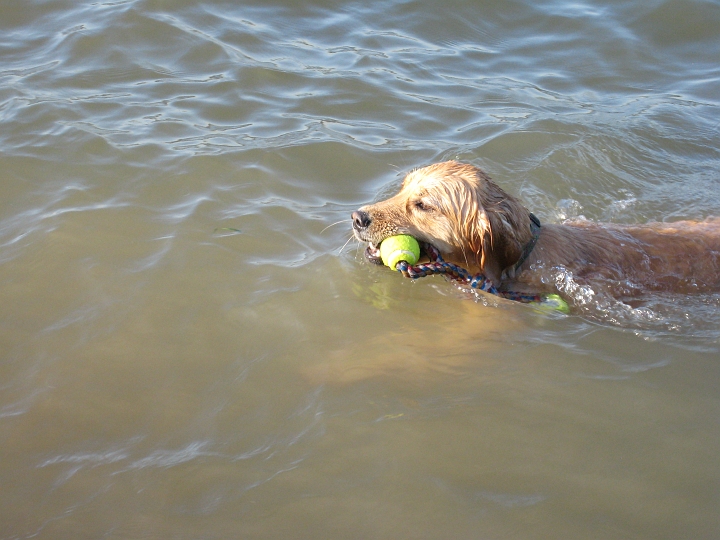 IMG_2489.JPG - Zoe also makes crazy squeaking noises when she swims, although you can't quite get that from this picture.  We're told it's just a grunt, no big deal.  This toy, BTW, is now at the bottom of Lake Washington.  It turns out it floats for about 10 minutes of playtime, then...
