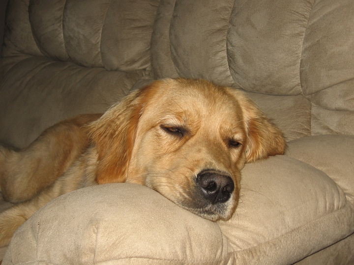 IMG_3161.jpg - Wow, that was a busy day at the park.  I'll just sleep here for a while, okay?