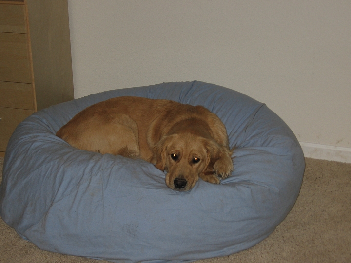 IMG_3163.jpg - Having Max over - much like snowshoeing, going to the park, going to agility class, and going swimming - makes Zoe very sleepy.