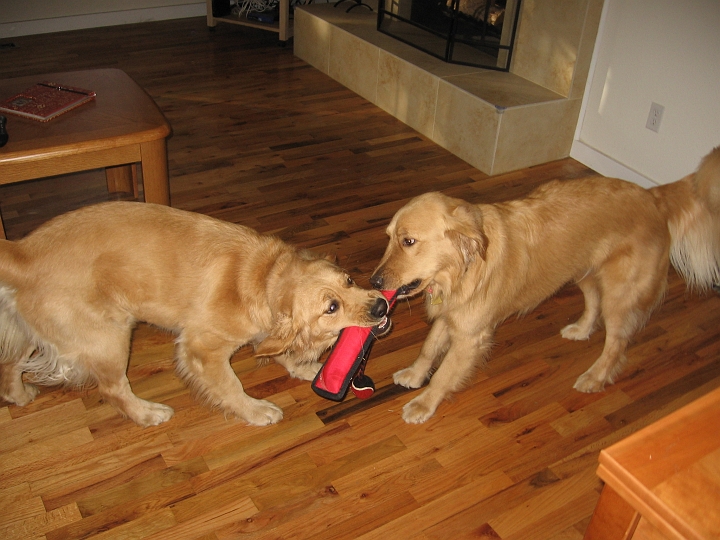 IMG_3186.jpg - This is Zoe's friend Max, who comes over once a week, and Zoe goes to his house once a week.  She tries and tries to get him to play tug, and usually he's not interested, but he seems to like this toy (which has since been destroyed, BTW)...