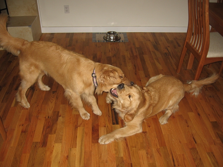 IMG_3199.jpg - After they play pull, they play wrestle for a while...