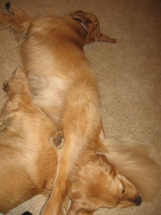 IMG_3226.JPG - And then it's naptime.  They literally fell asleep while they were wrestling.