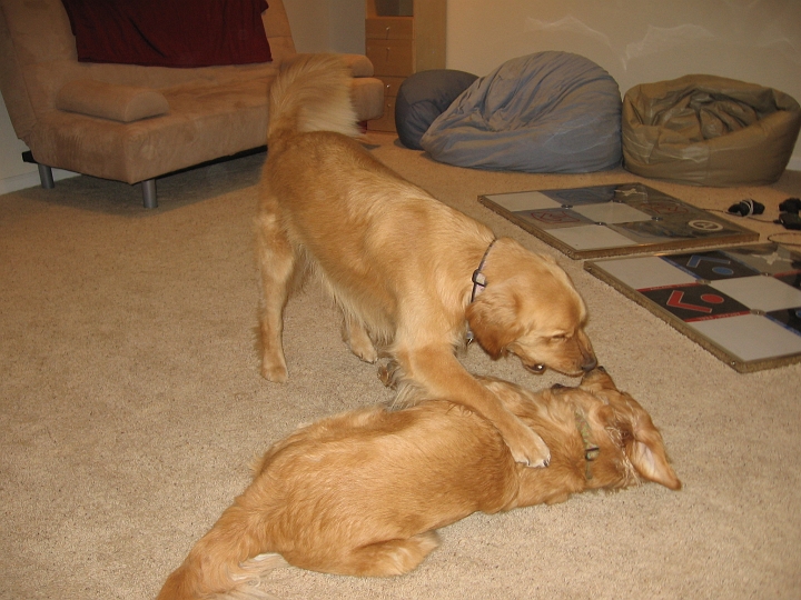 IMG_3234.JPG - Oh, we're awake, let's wrestle some more...