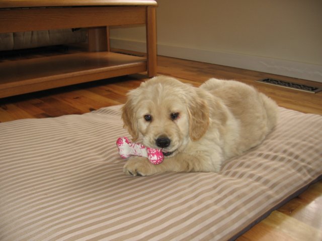 tinyzoechewshernewtoy.jpg