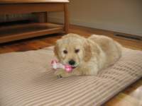 tinyzoechewshernewtoy_small.jpg