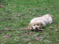 zoelovestocheweverythinginouryard_small.jpg