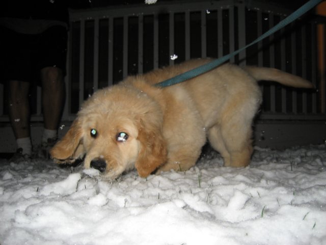 zoesniffsthefunnywhitestuff.jpg