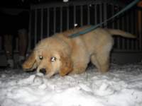 zoesniffsthefunnywhitestuff_small.jpg
