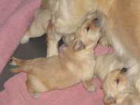 thepuppiesclimballovereachothertogettomom_small.jpg